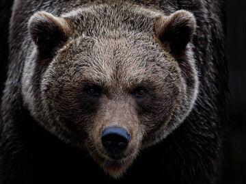 Continúan los ataques de animales; joven muere tras ataque de oso pardo en Rumanía