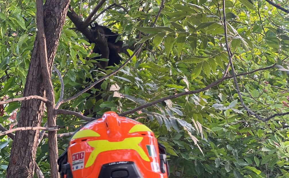 Foto: Protección Civil de Nuevo León