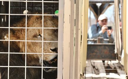 Violencia y falta de seguridad llevan al cierre del Santuario Ostok en Culiacán; alistan mega caravana para mudar a 700 animales