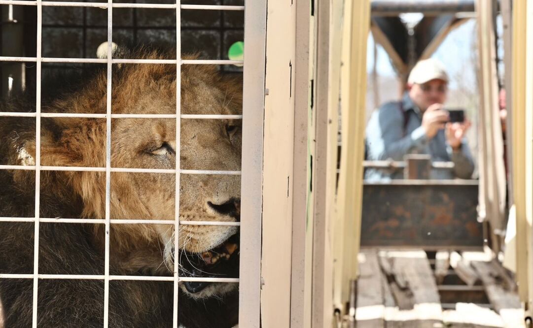 El éxodo de fauna silvestre rescatada inicia, por motivos de seguridad el albergue Ostok traslada a 100 ejemplares de Culiacán a Mazatlán. Fotos: Berenice Fregoso / EL UNIVERSAL