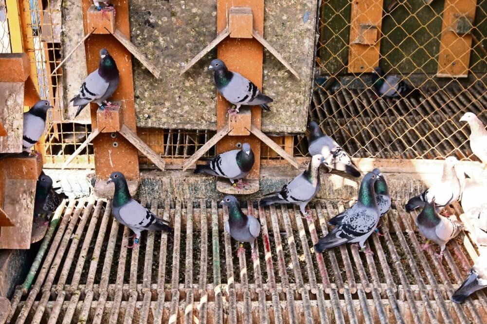 Las palomas mensajeras son entrenadas desde los tres meses de edad para competir. En una de sus patas portan un rossor (anillo) que tiene su número de registro ante la asociación de colombófilos a la que pertenecen (GERMÁN ESPINOSA. EL UNIVERSAL)