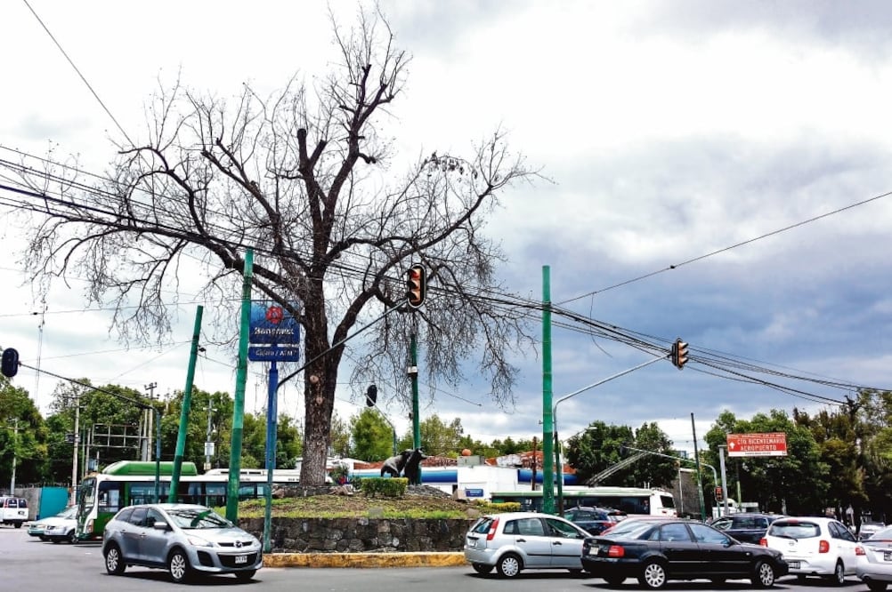 Entrevistados mencionan que hace unos cuatro meses, cuando trabajadores podaron el árbol, la planta empezó a perder esplendor y a morir (GERARDO SUÁREZ. EL UNIVERSAL)