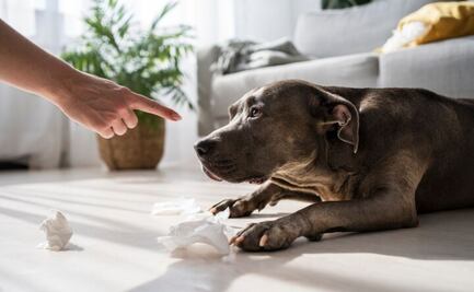 Estas son 3 cosas repugnantes que los perros aman