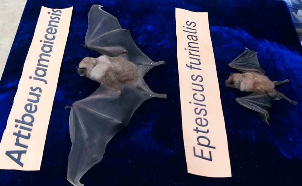 Capacitan a familia en cuya casa anida una colonia de murciélagos, en Tlaxcala. Foto: Profepa