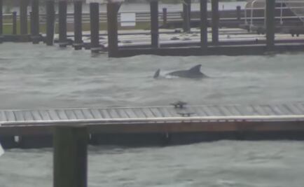 Captan delfines nadando en inundaciones provocadas por “Florence” en Carolina
