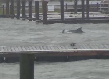 Captan delfines nadando en inundaciones provocadas por “Florence” en Carolina
