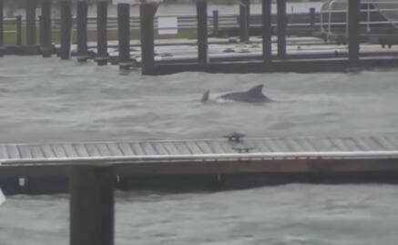 Captan delfines nadando en inundaciones provocadas por “Florence” en Carolina