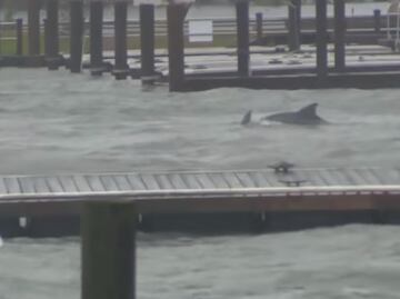 Captan delfines nadando en inundaciones provocadas por “Florence” en Carolina