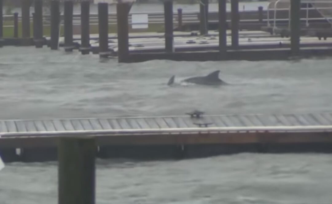 Foto: Tomada de video 