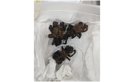 Aseguran tarántulas exóticas que se vendían en tacos en el mercado de San Juan