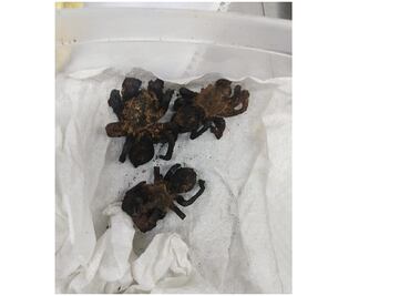 Aseguran tarántulas exóticas que se vendían en tacos en el mercado de San Juan