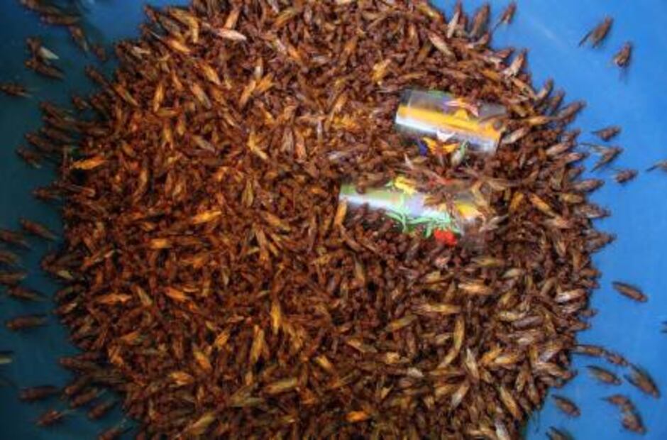 México tiene el mole más caro del mundo