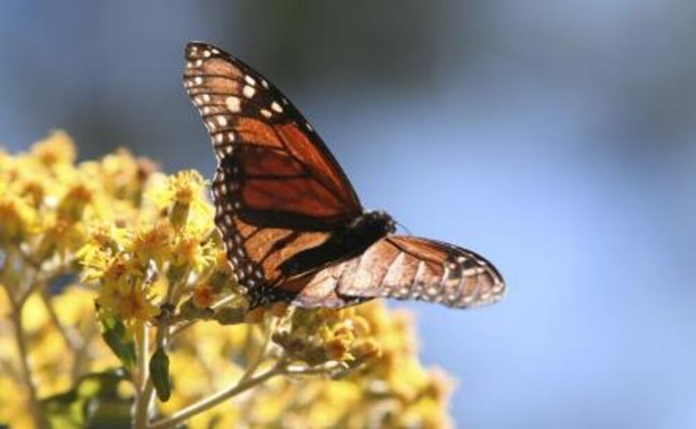 Monarca. Bellezas aladas llegan a Biosfera del Edomex