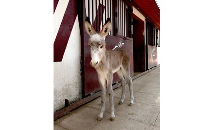 IPN da la bienvenida a Juanito, burrito recién nacido en la unidad Zacatenco