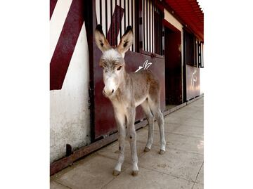 IPN da la bienvenida a Juanito, burrito recién nacido en la unidad Zacatenco