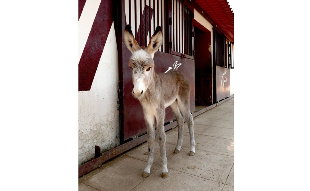 El IPN emitió un mensaje en redes sociales para dar a conocer el nacimiento del asnito. Foto: X @IPN_MX