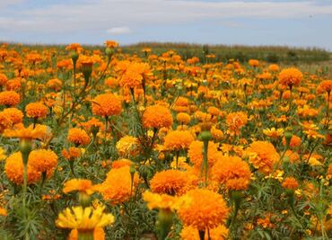 China, main producer of cempasúchil for industrial use