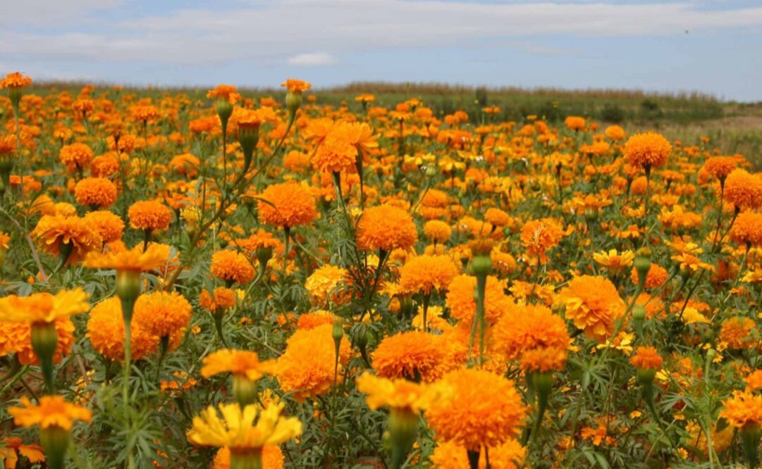 Cempasúchil, the Mexican or Aztec marigold - Photo: Cuartoscuro.com