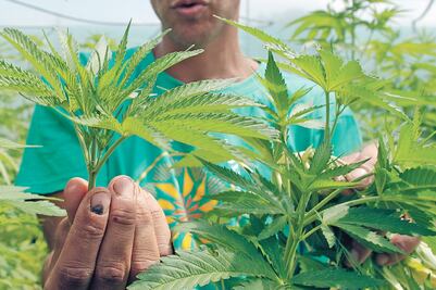 Bombero pasó a cultivar marihuana