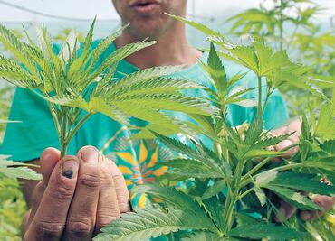 Bombero pasó a cultivar marihuana