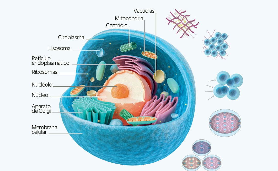 El futuro de la ingeniería de tejidos