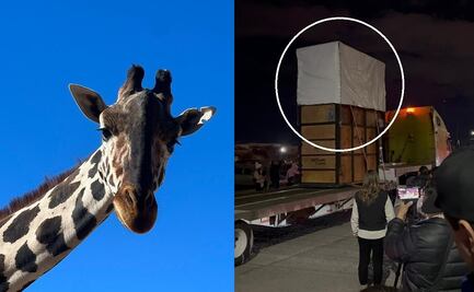 TikTok: Niños despiden a la jirafa "Benito" rumbo a Africam Safari y protagonizan tierno momento