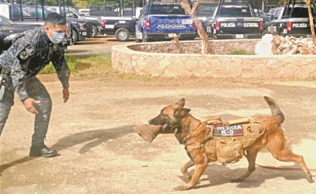 Día del Perro 2022: Hasta ellos han sido amenazados de muerte por el narco