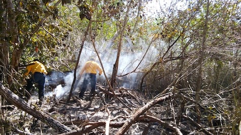 Se registra incendio en reserva ecológica de Yucatán