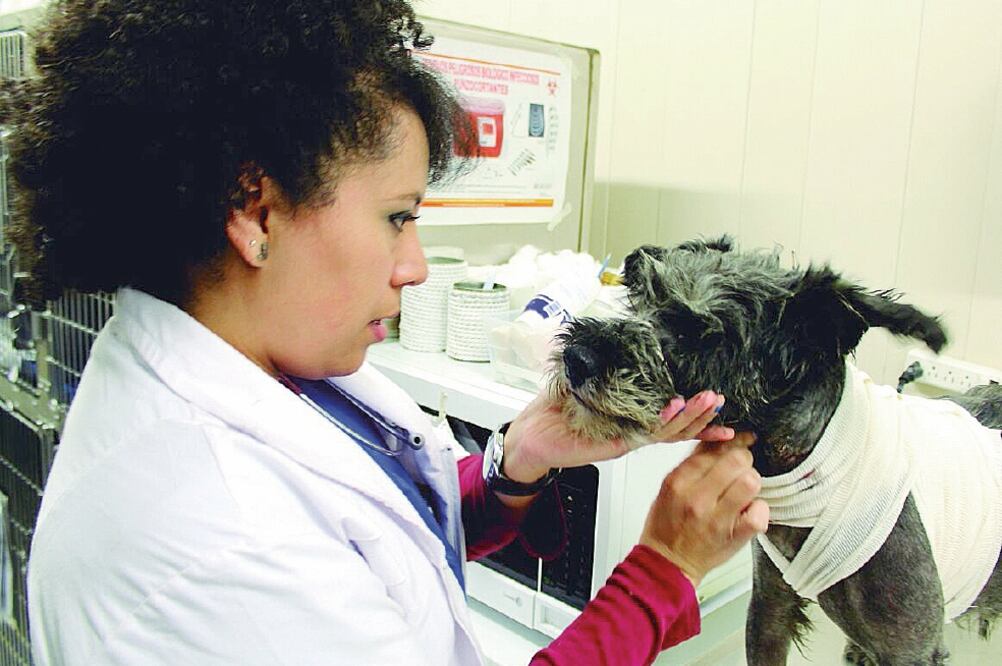 En un año, el hospital ha atendido a más de 65 mil mascotas, en su mayoría gatos y perros, y cuenta con 12 consultorios de especialidad, entre sus servicios. (SEDESA)