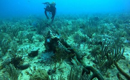 Barco que transporta roca para trabajos del Tren Maya daña corales en Puerto Morelos, denuncian