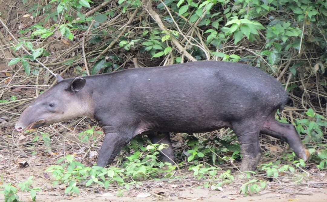 Tapir embarazado a la orilla del río, en la Selva Lacandona. (FOTO: Twitter Conanp)