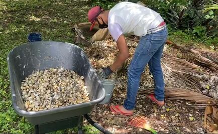 Registran muerte de más de 94 mil caracoles chivita en Laguna de Bacalar en junio