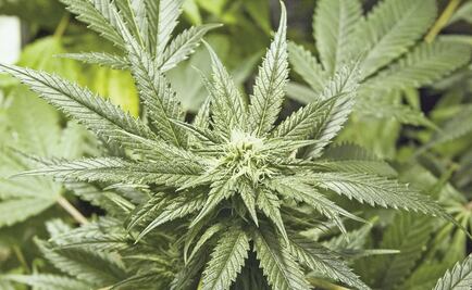 Aumenta 8.6% el consumo de marihuana en México