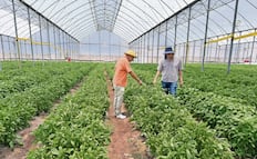 Avanza Morelos hacia un campo libre de químicos