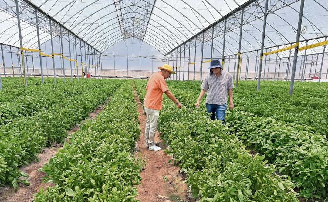 En el invernadero La Fortaleza se cultiva jitomate saladet de calidad premium, que abastece el mercado local; para su producción se utiliza biofertilizante. Foto: Justino Miranda / EL UNIVERSAL