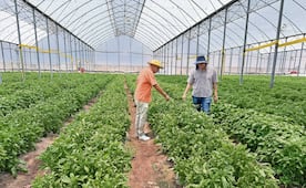 Avanza Morelos hacia un campo libre de químicos