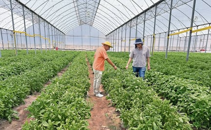 Avanza Morelos hacia un campo libre de químicos