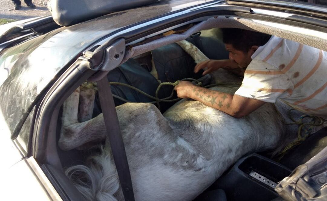 El C-4 del municipio de Guadalupe recibió la solicitud de un extraño servicio: “Ayudar a sacar un caballo del interior de un automóvil” (Foto: Cortesía Periódico ABC)