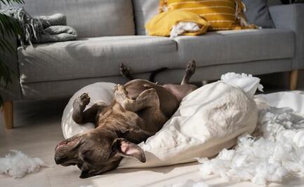 ¿Por qué los perros cambian de lugar para descansar, según especialista?