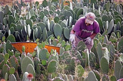 Anuncia Sedatu fin al rezago agrario en el país