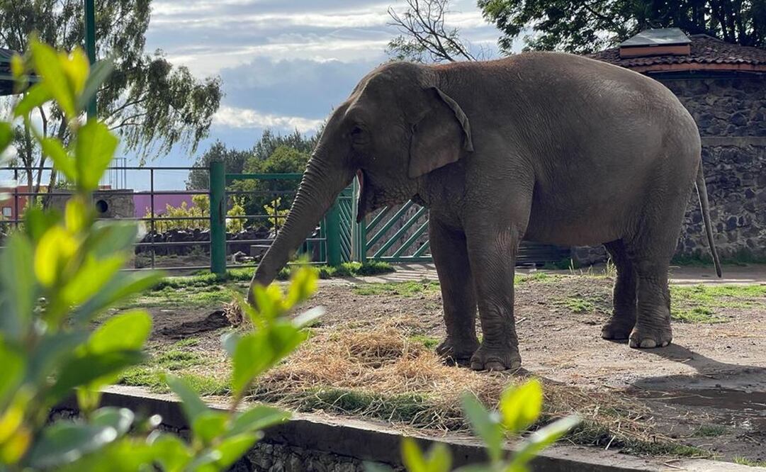 Desde julio del 2021, el elefante Big Boy vive en el Ostok Animal Protection, donde ahora tendrá a una compañera/ Foto: cortesía del Zoológico de Culiacán