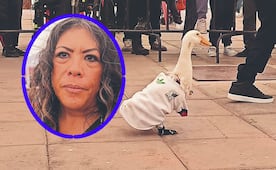 Pato Merlín será registrado ante el IMPI tras convertirse en Embajador del Mundial 2026