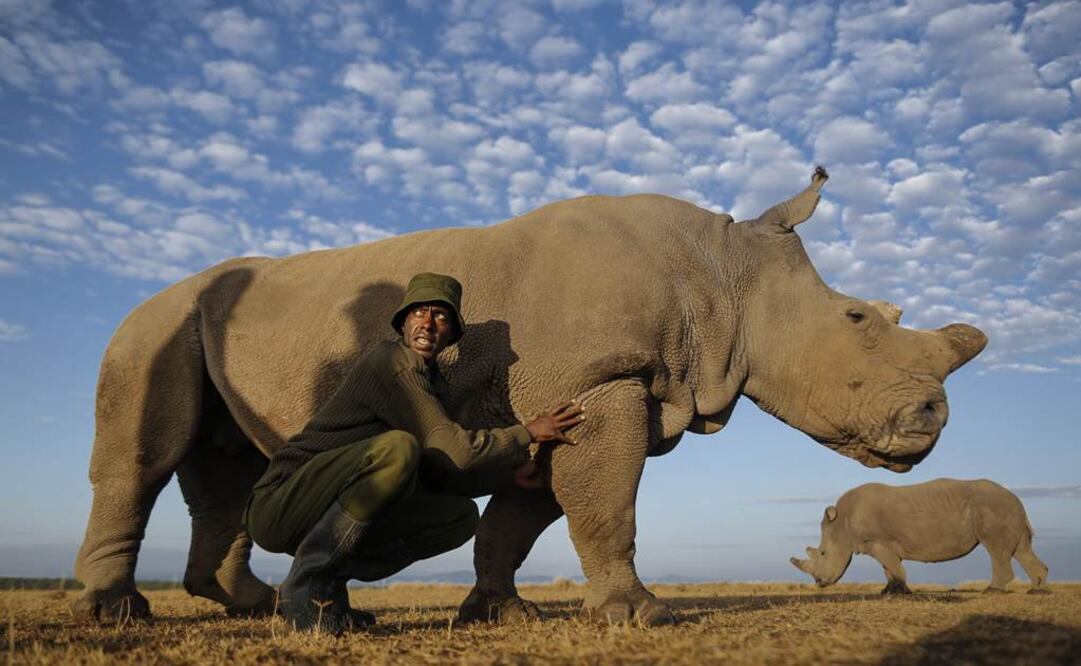Los grupos conservacionistas no tienen registro de que existan rinocerontes blancos del norte libres en la naturaleza (Foto: EFE/Archivo)