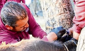 Edomex: identifican 14 casos de gusano barrenador en perros