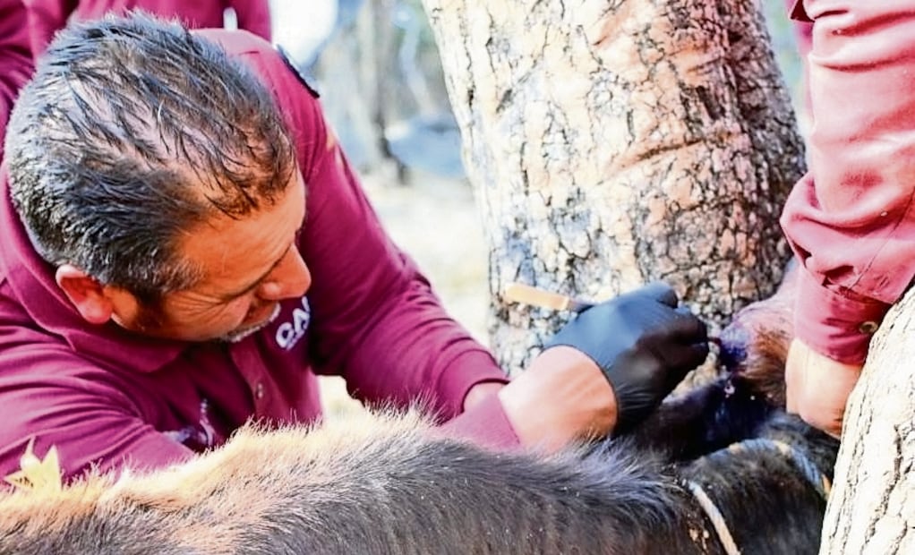 Las larvas de la mosca suelen infestar con huevecillos heridas abiertas de animales o personas. Foto: Especial