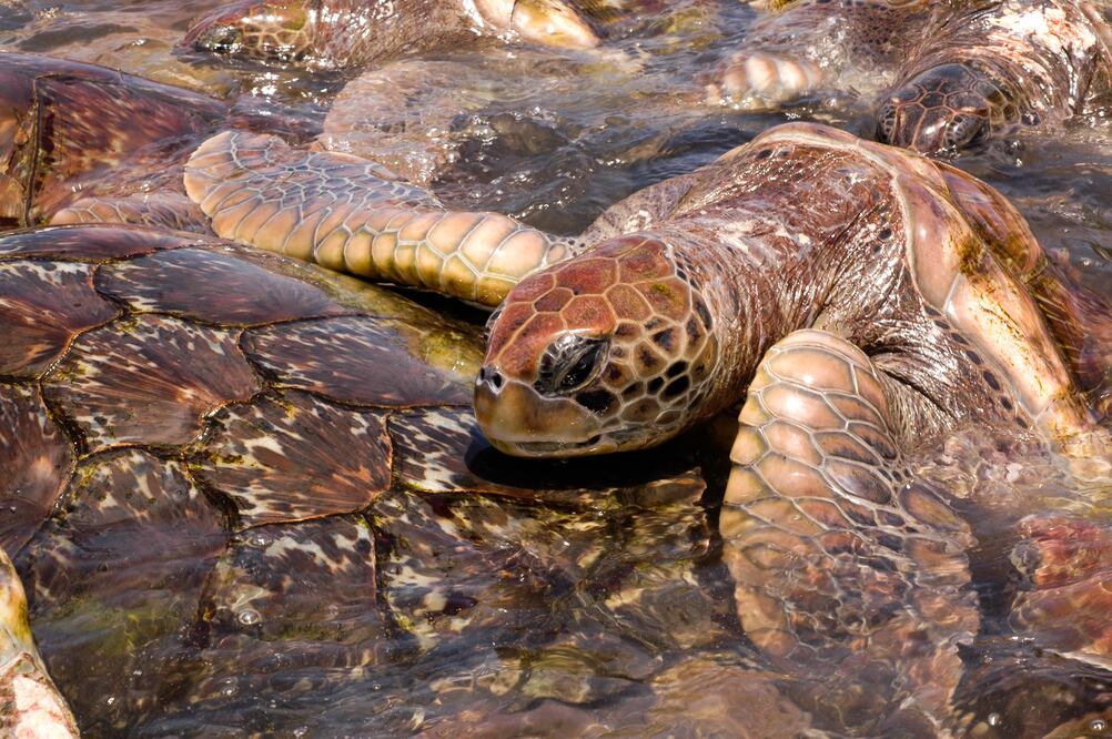 Son aprisionadas en tanques reducidos y sufren estrés al contacto con los turistas.  (Foto: Istock)