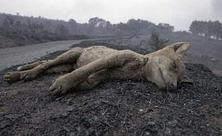 Impactante imagen de un zorro muerto tras incendios forestales en Cerdeña, Italia