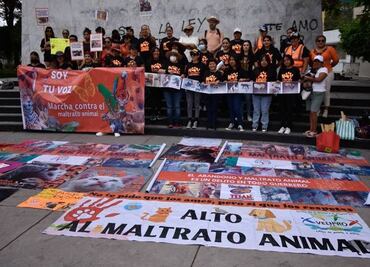 Foco rojo por crueldad animal en Yucatán; activistas exigen más que buenas intenciones para erradicar este problema