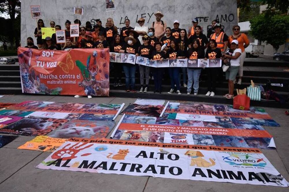 Foco rojo por crueldad animal, 27 de octubre de 2024. Foto: Especial