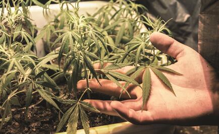 Argentina habilita su primer centro para producir cannabis medicinal